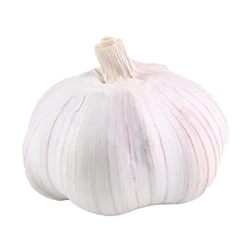 White garlic bulb on a transparent background